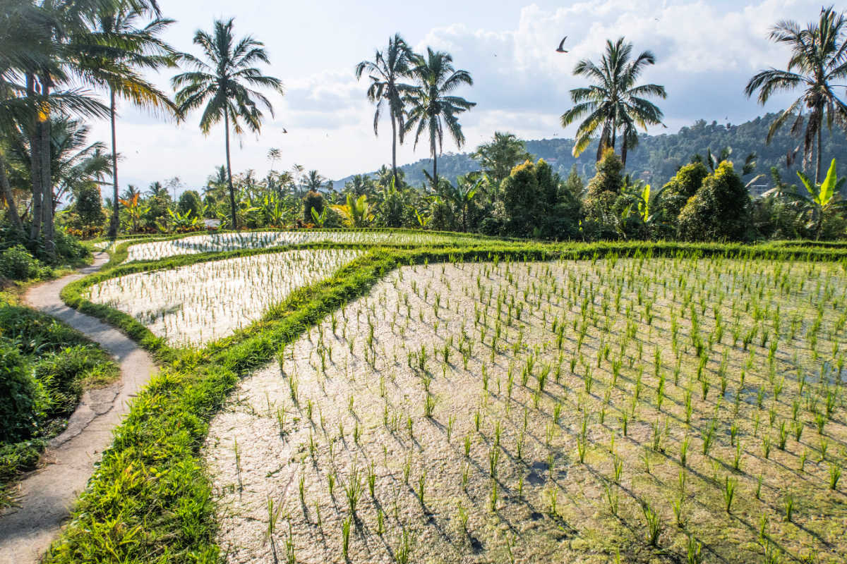 Rice Terrace Landscape In North Bali.jpg