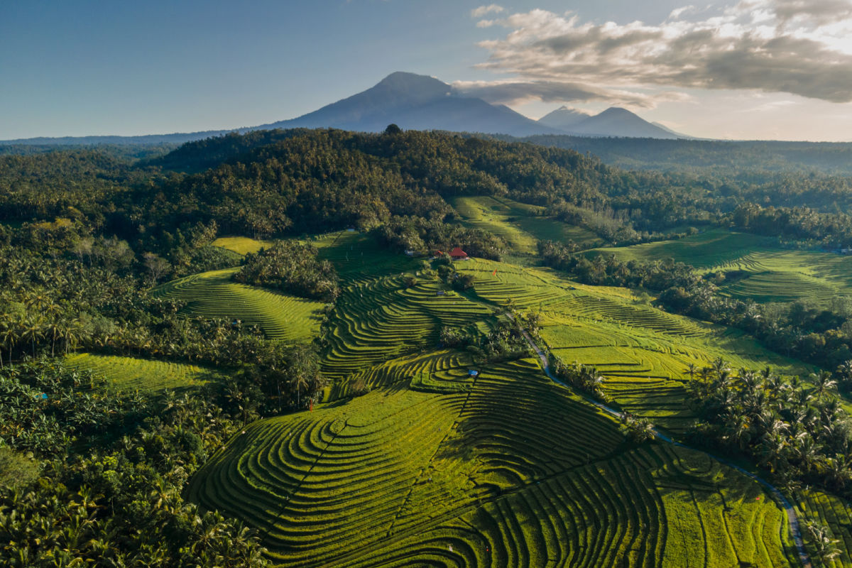 Rice Terrace and Mount Batur Mount Agung View Of Bali Landscape.jpg