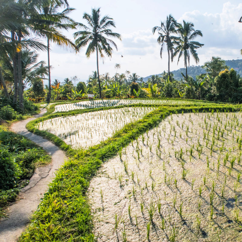 Rice Terrace Landscape In North Bali.jpg