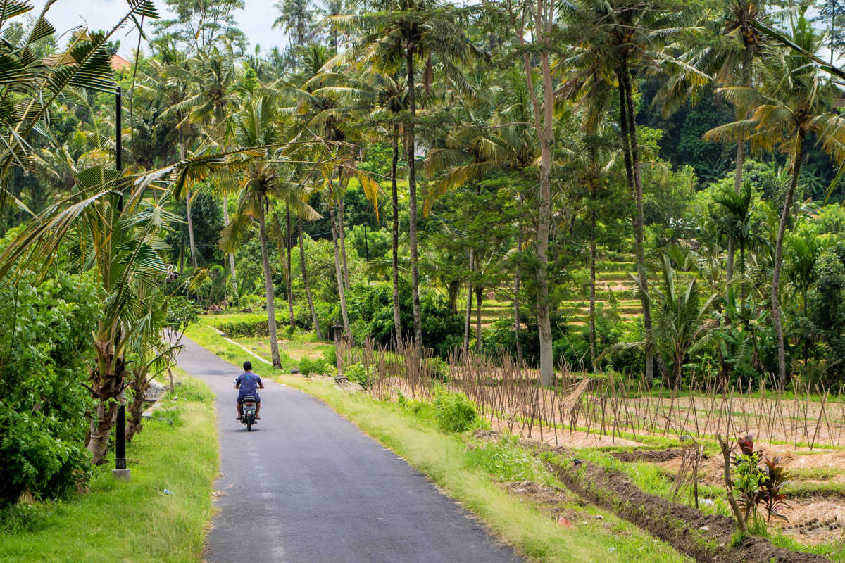 Single Moped Drives On Empty Bali Road In Rural Area.jpg