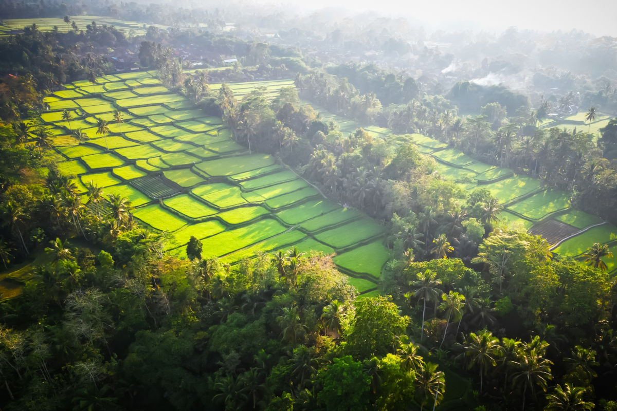 Rice Terraces in Bali.jpg