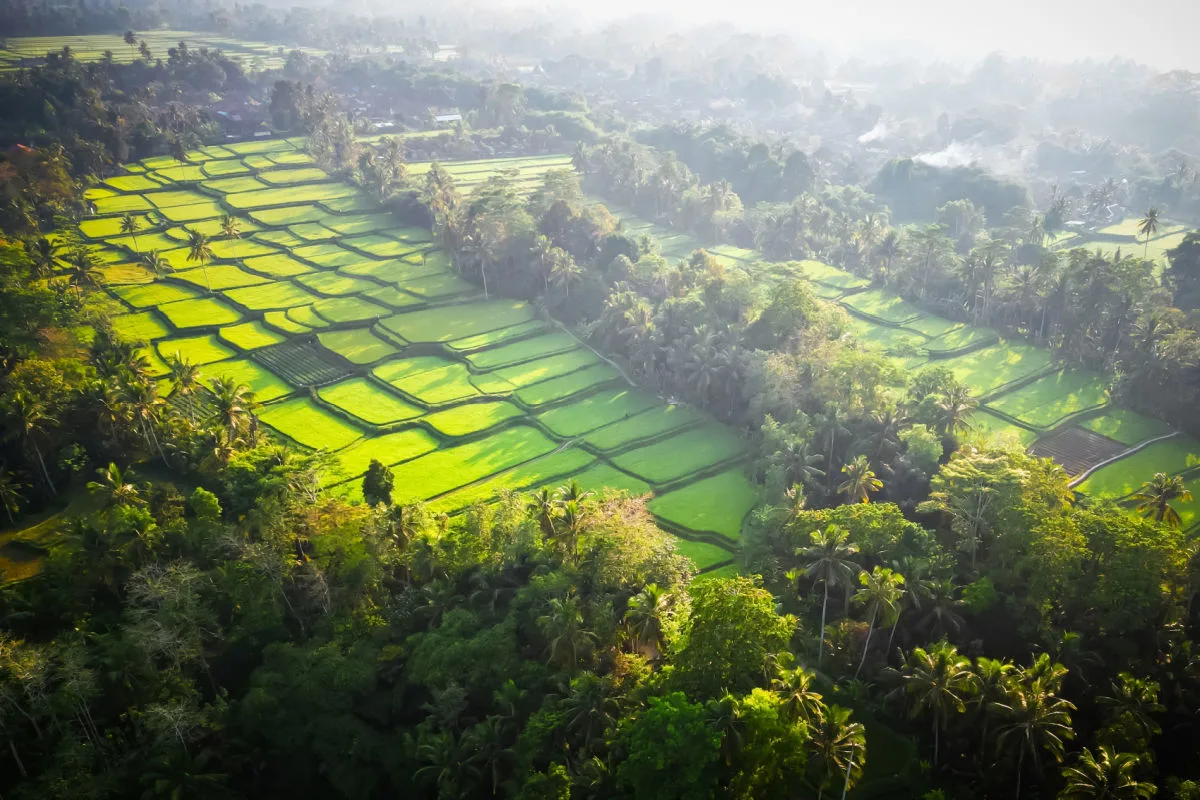 Rice Terraces in Bali.jpg