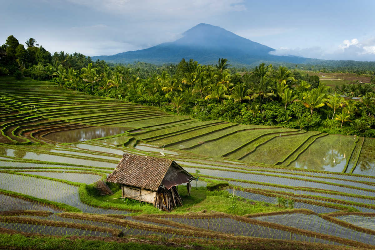 Rice Terraces In Central Bali.jpg