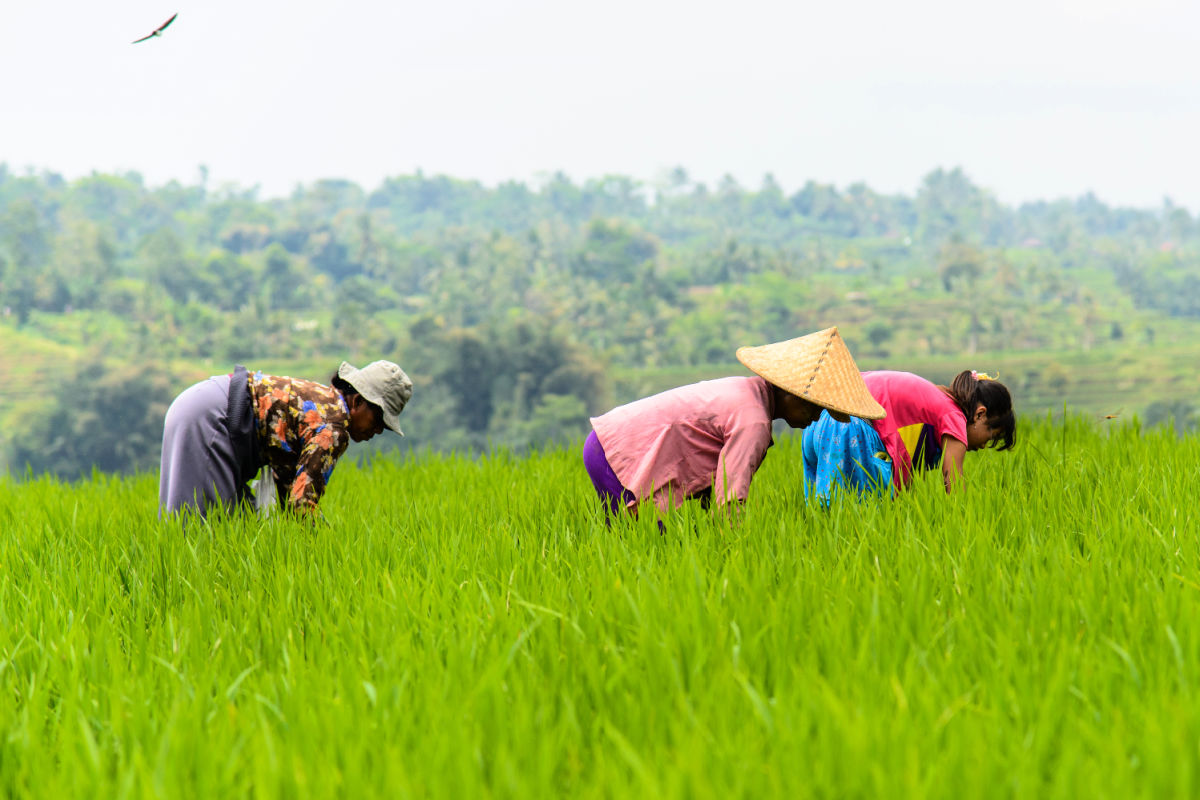 Women Work in Jatiluwih Rice Terraces in Bali.jpg