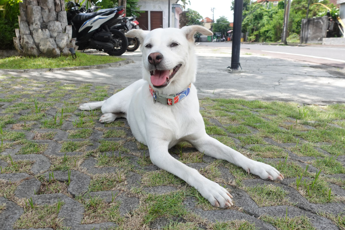 White Kintamani Dog in Bali.jpg