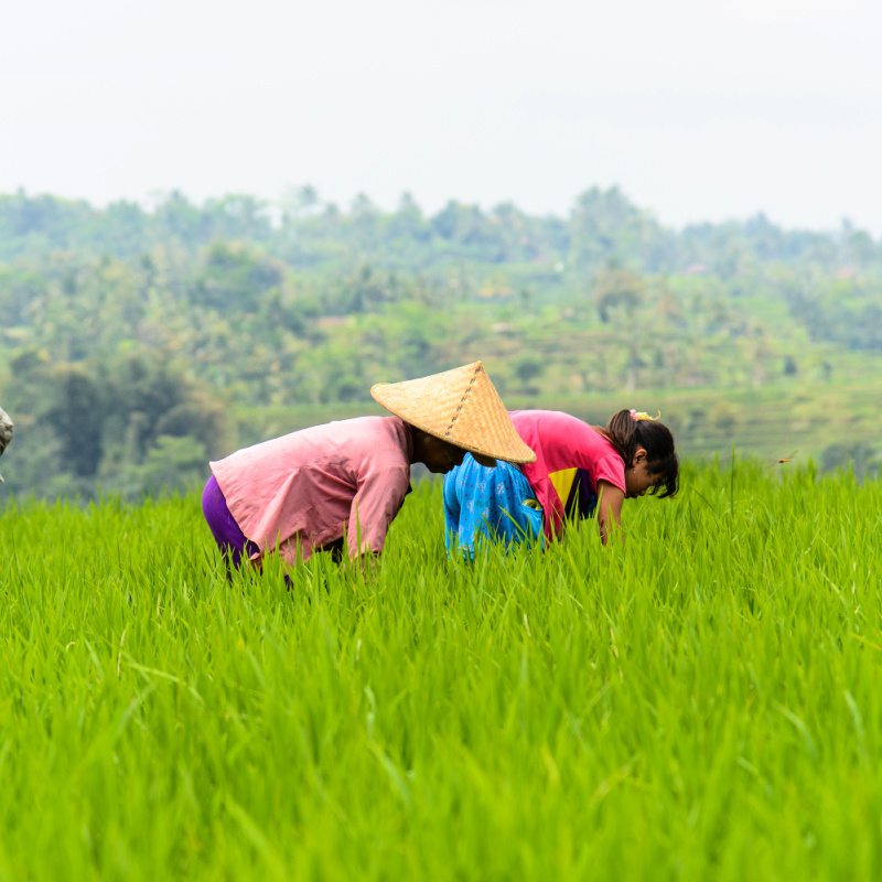 Perempuan Bekerja di Sawah Terasering Jatiluwih, Bali.jpg