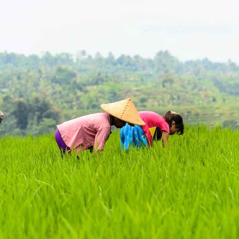 Women Work in Jatiluwih Rice Terraces in Bali.jpg