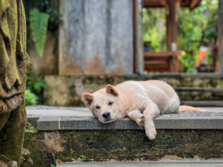 Bali Community Comes Together To Prevent Mass Culling Of Local Dogs