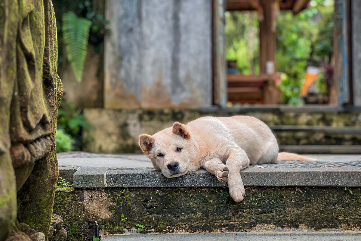 Kintamani Dog in Bali Relaxes on Step.jpg