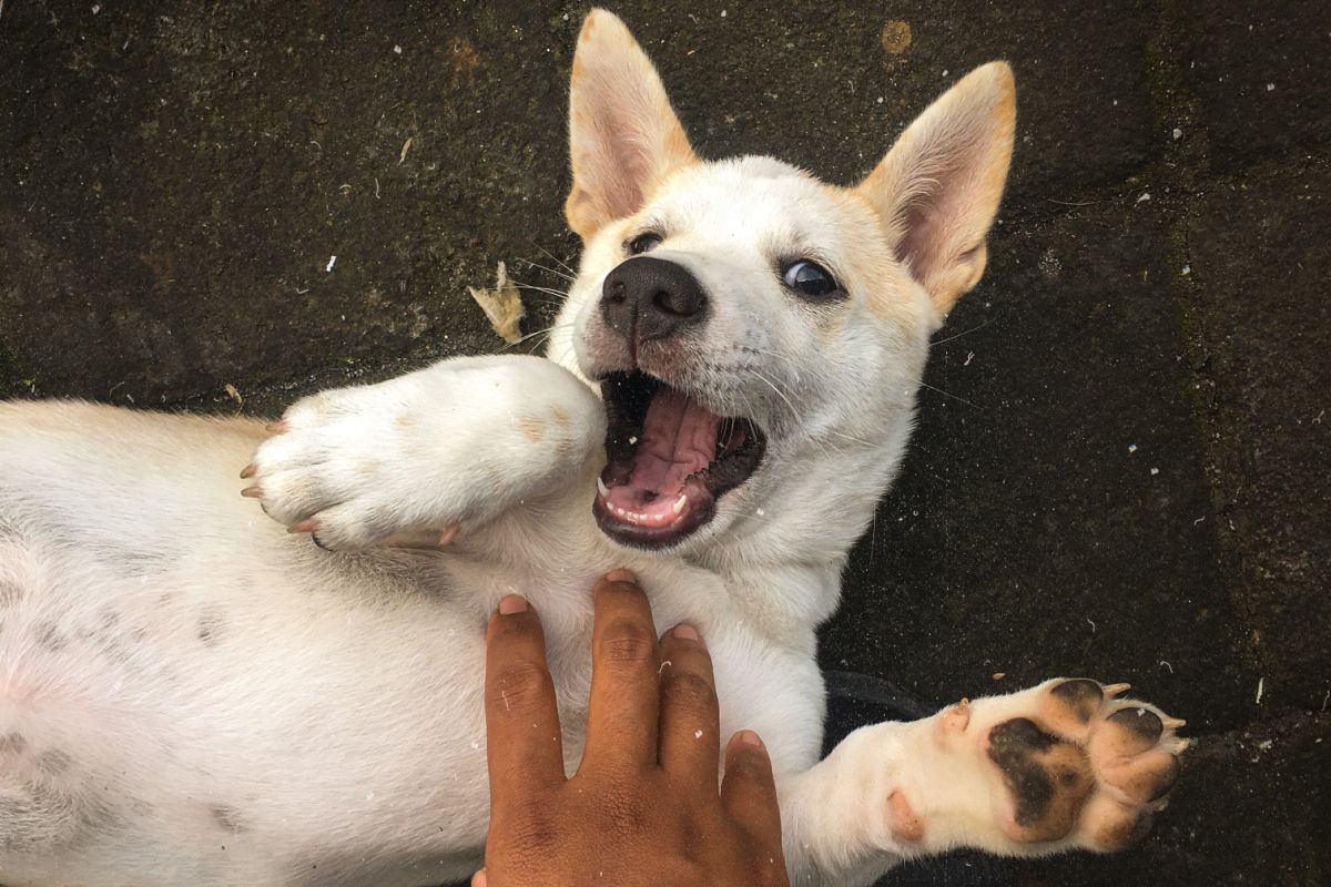 Puppy in Bali.jpg