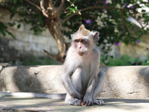 Bali’s Increasing Hotels And Villa Construction Causing Devastating Impact On Native Wildlife