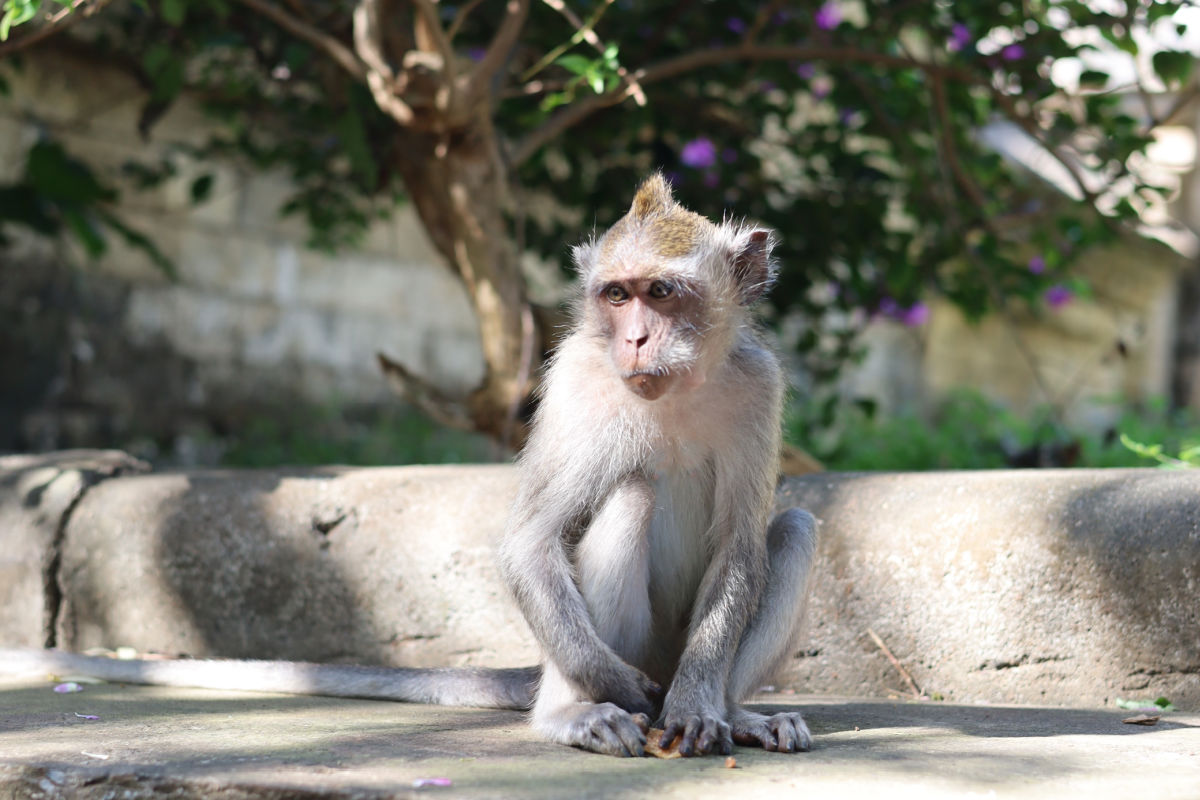 Young Bali Monkey.jpg