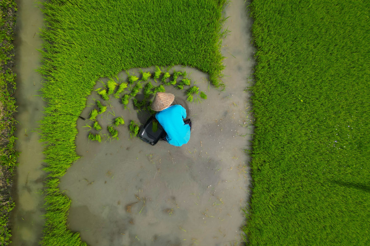 Rice Farmer in Paddie in Bali.jpg