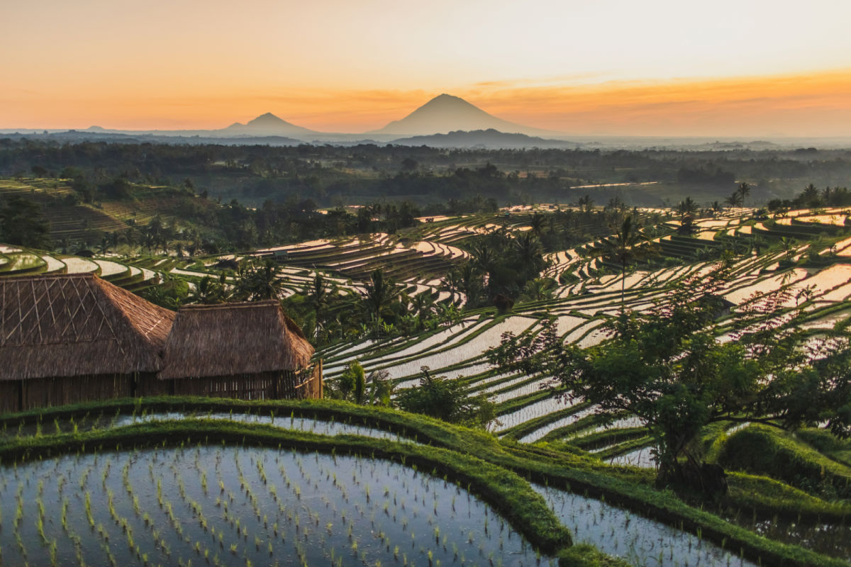 Jatiluwih Rice Terraces in Bali At Sunset