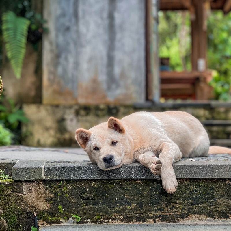 Kintamani-Dog-in-Bali-Relaxes-on-Step