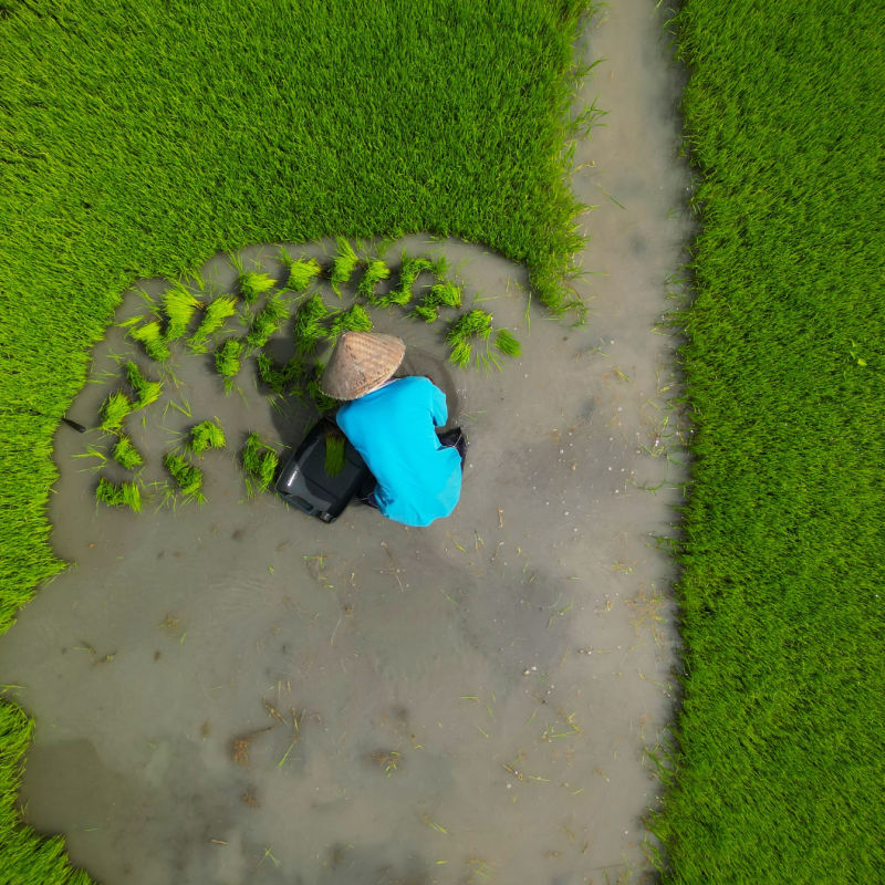 Rice-Farmer-in-Paddie-in-Bali