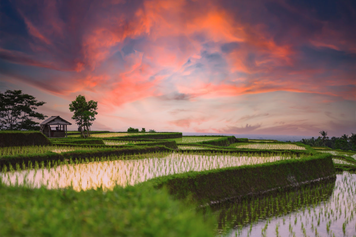 Jatiluwih Rice Terrcaes At Sunset in Bali.jpg