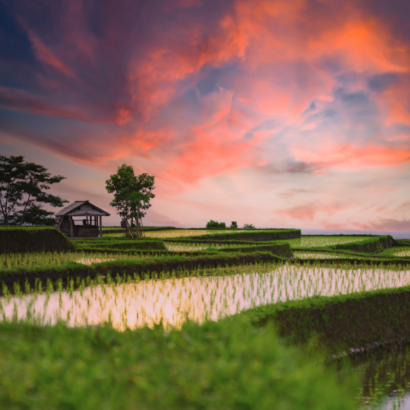 Jatiluwih-Rice-Terrcaes-At-Sunset-in-Bali