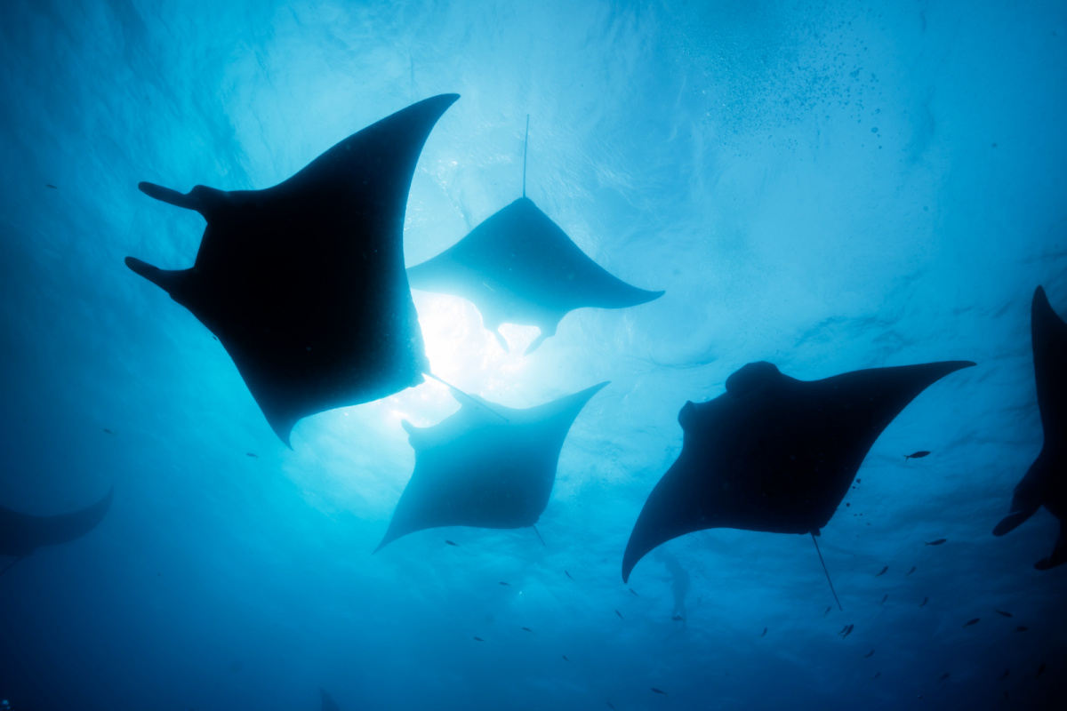 Manta Rays In Ocean