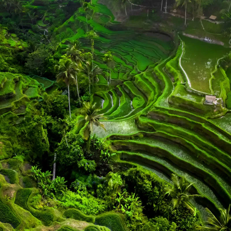 Tegalalagang-Rice-Terraces-Bali
