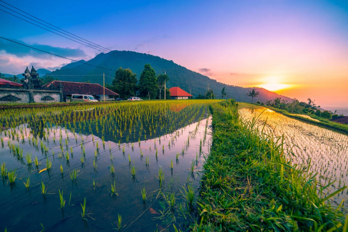 Jatiluwih Rice Terraces at Sunrise in Bali
