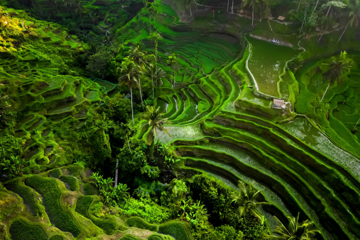 Tegalalagang Rice Terraces Bali.jpg