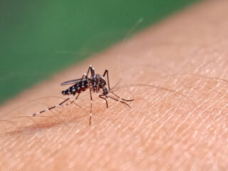 Australia Issues Updated Dengue Fever Travel Advice For Bali Tourists