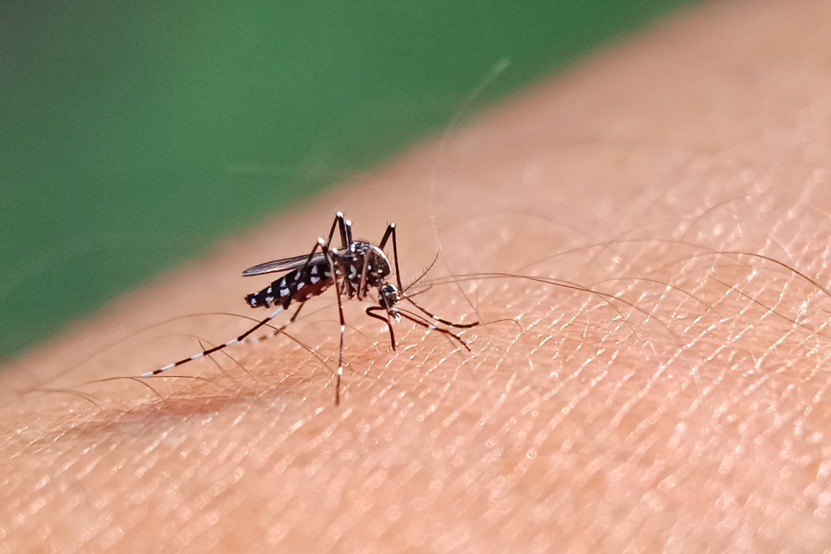 Australia Issues Updated Dengue Fever Travel Advice For Bali Tourists