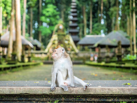 Bali’s Monkey Forest Attractions Increases Safety Protocols For Tourists 