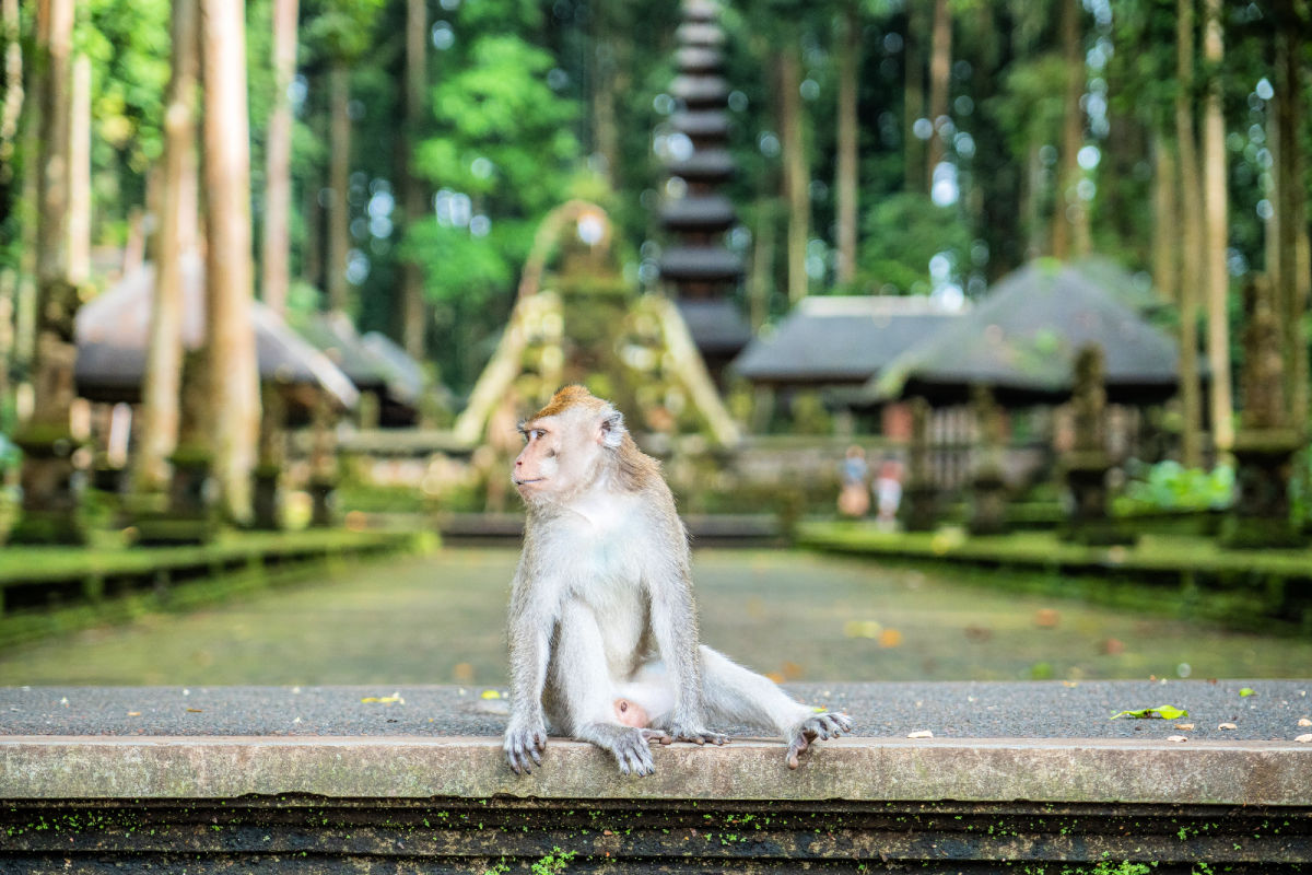 Bali’s Monkey Forest Attractions Increases Safety Protocols For Tourists 