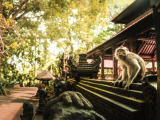 Bali’s Monkey Forest Remains Closed After Shocking Tourist Deaths In Extreme Weather