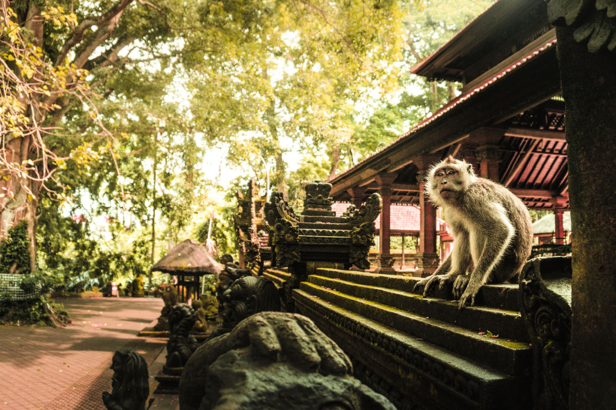 Monkey at Ubud Monkey Forest Bali.jpg