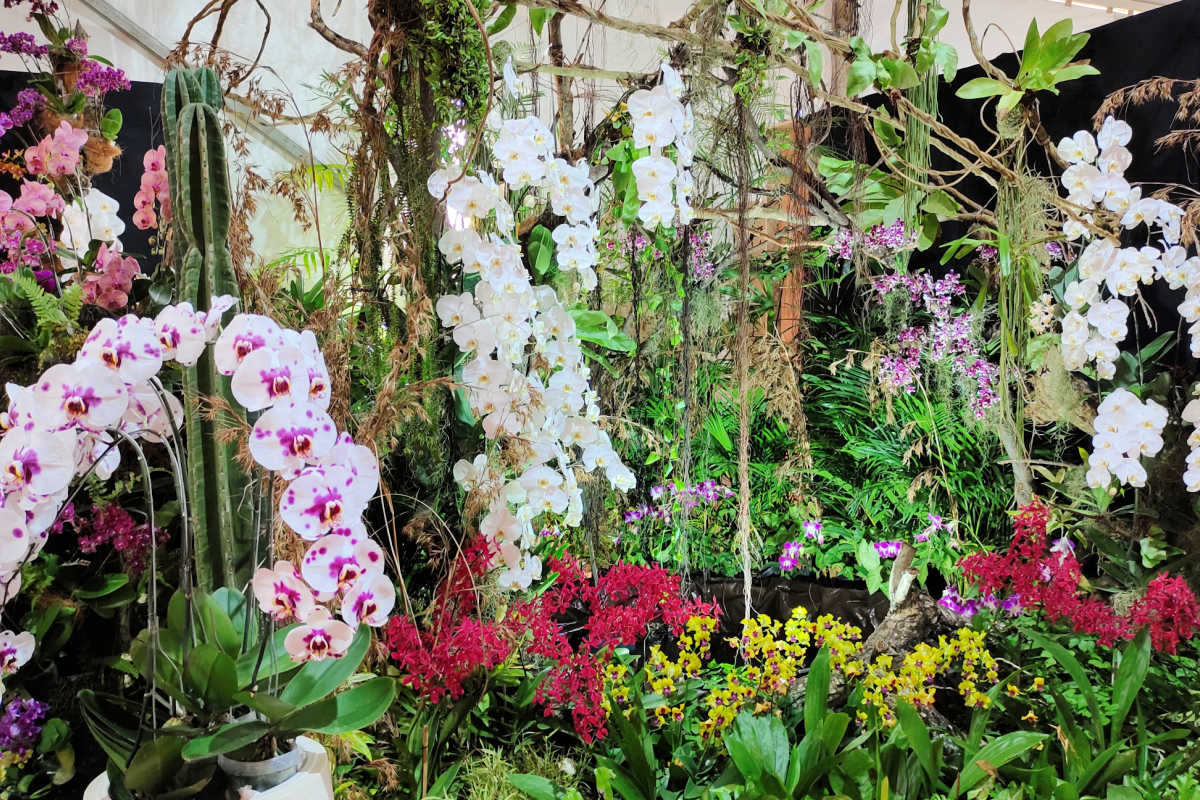 Orchid Garden Flower.jpg