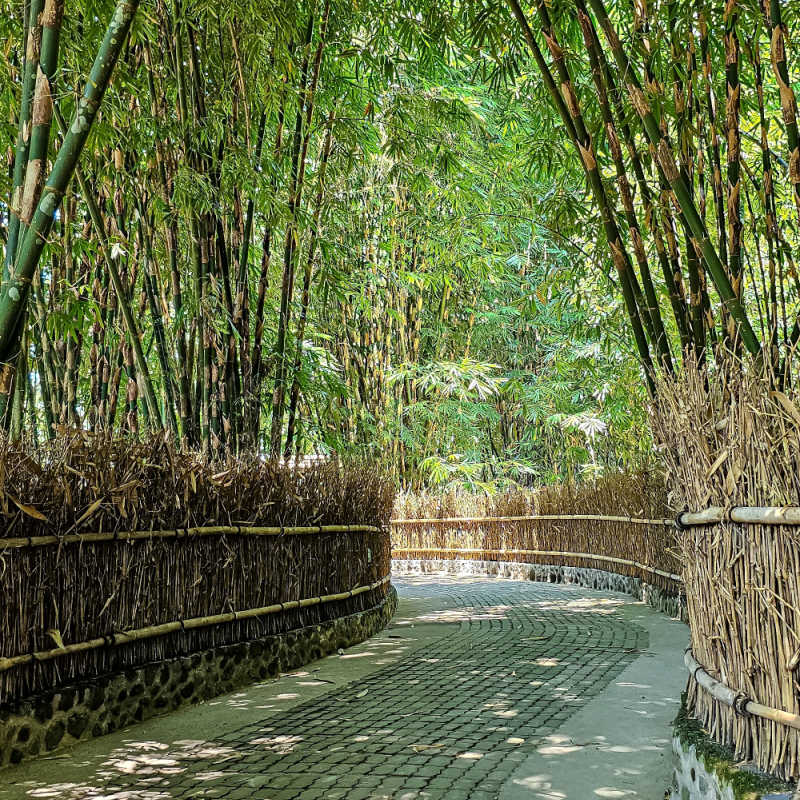 Bamboo-Forest-in-Bangli-Regency