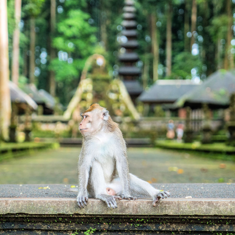 Monkey-At-Sangeh-Monkey-Forest-Bali