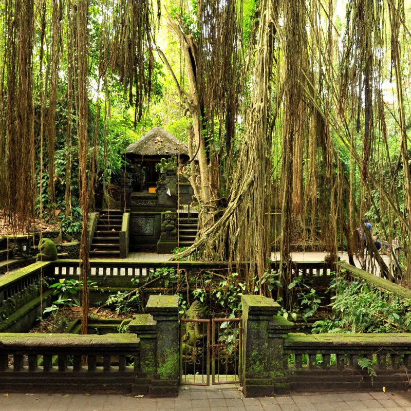 Monkey-Forest-in-Ubud-trees-and-Temple-in-Bali