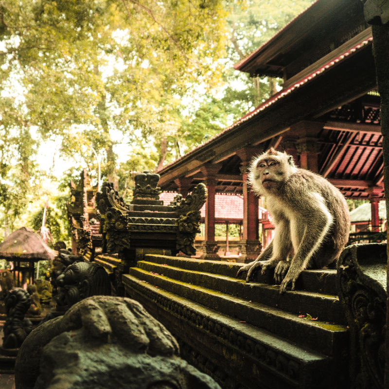 Monkey-at-Ubud-Monkey-Forest-Bali