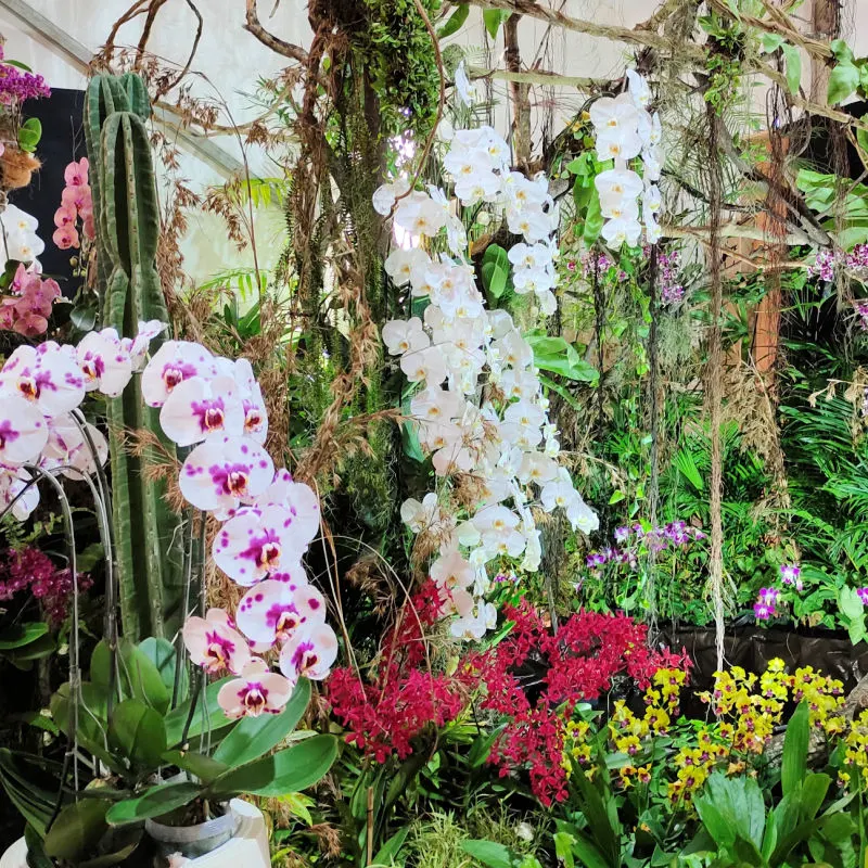 Orchid-Garden-Flower