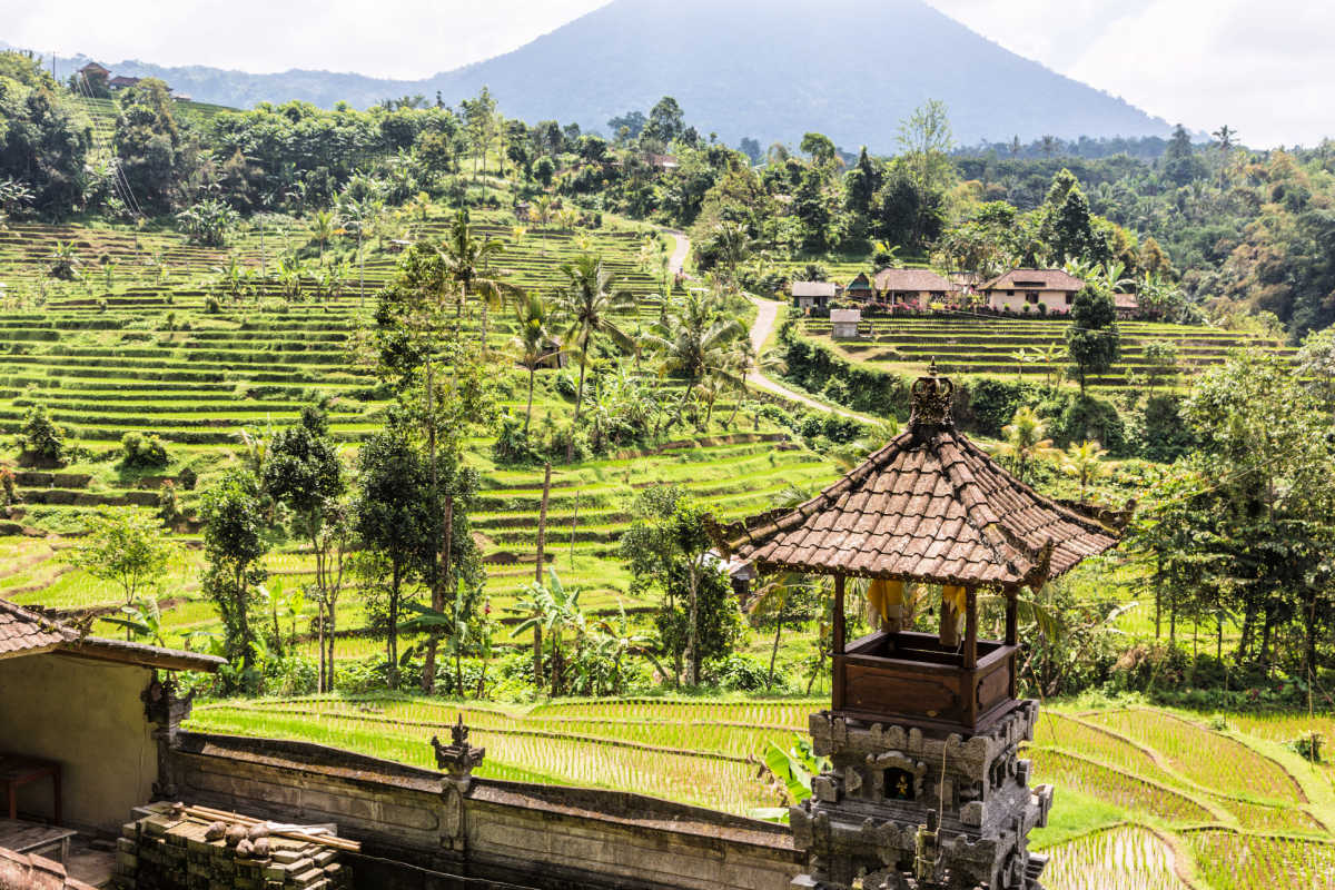 Jatiluwih Rice Terraces .jpg