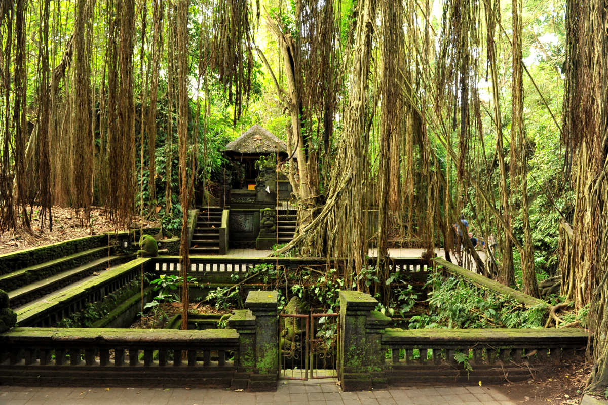 Monkey Forest in Ubud trees and Temple in Bali.jpg