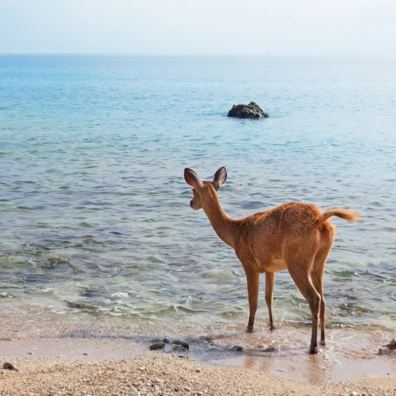 Deer-in-West-Bali-National-Park