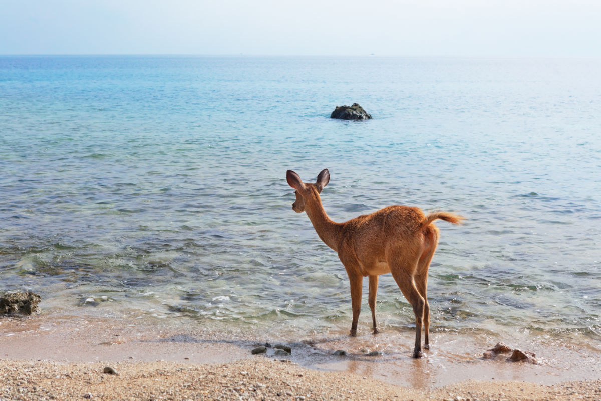 Deer in West Bali National Park.jpg