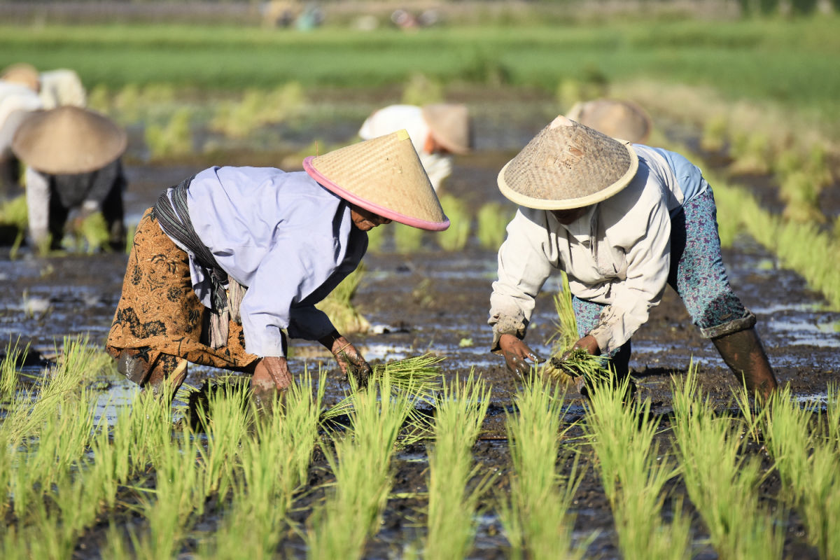 Rice Farmers Plant Crop in Bali.jpg