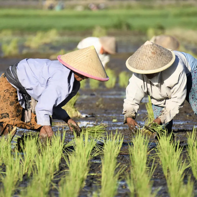 Rice-Farmers-Plant-Crop-in-Bali
