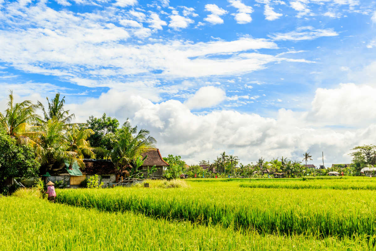 View of Rice Paddie in Umalas.jpg