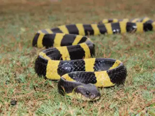 Bali Hospital Confirms It Will Now Stock Anti-Venom For Treating Snake Bites