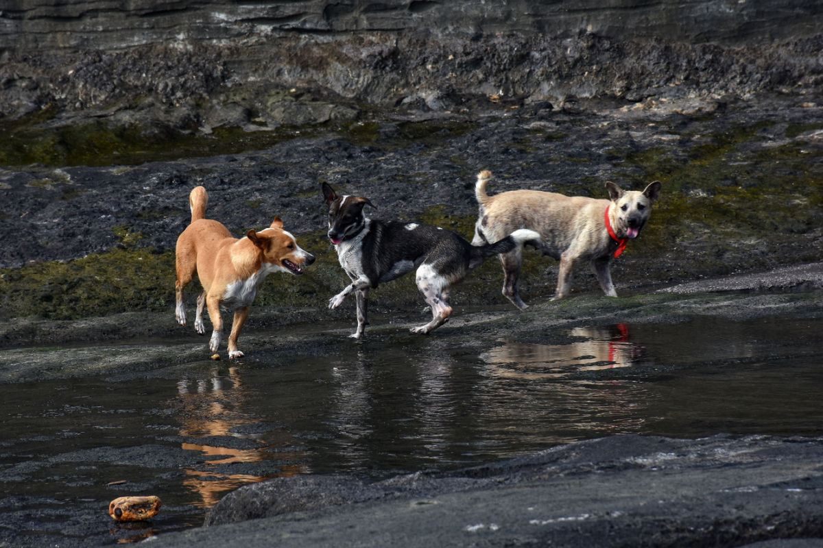 Bali Dog By Water on Beach.jpg