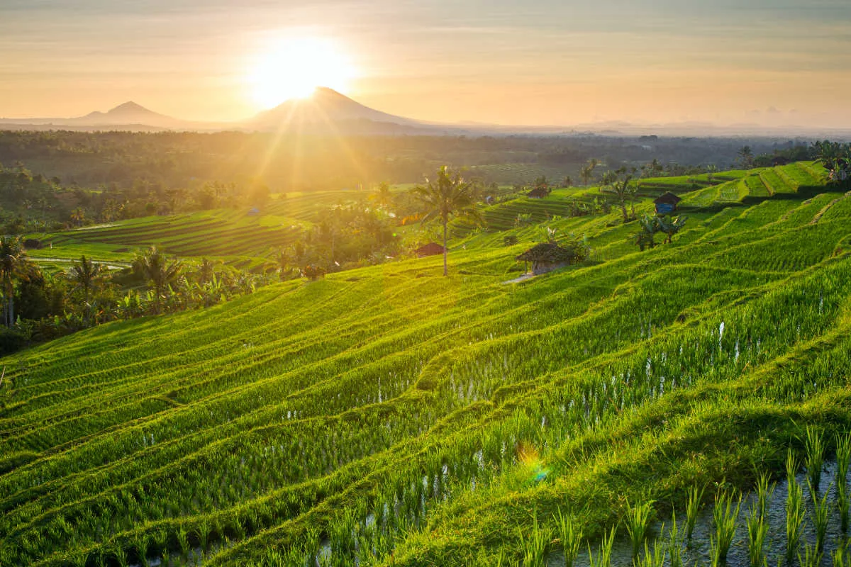 Jatiluwih Rice Terraces Tabanan Regency Bali.jpg