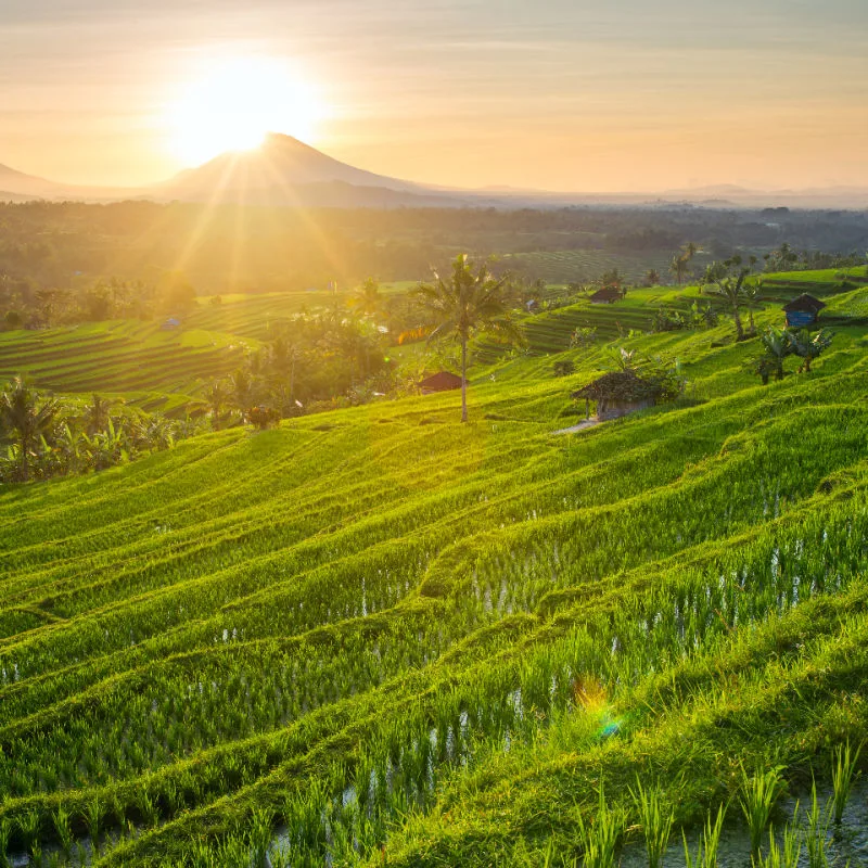 Jatiluwih Rice Terraces Tabanan Regency Bali
