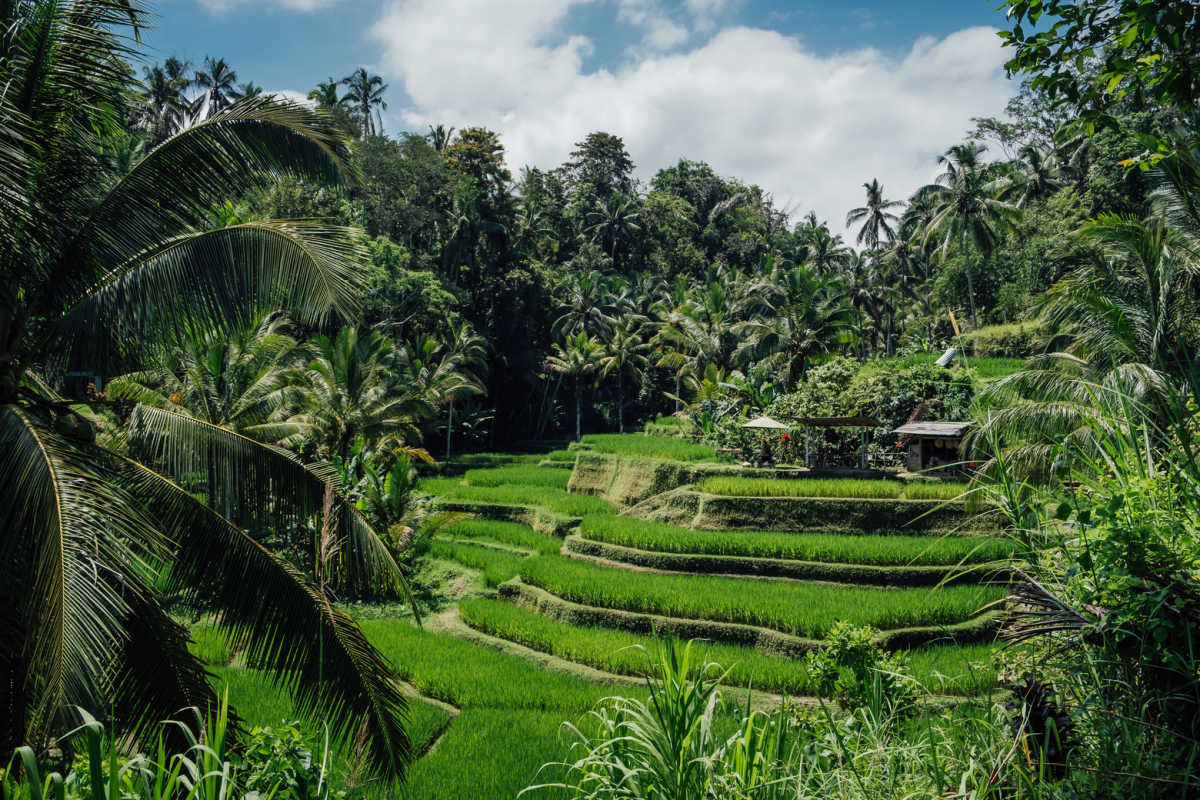 Tegalalang Rice Terraces Ubud Bali.jpg